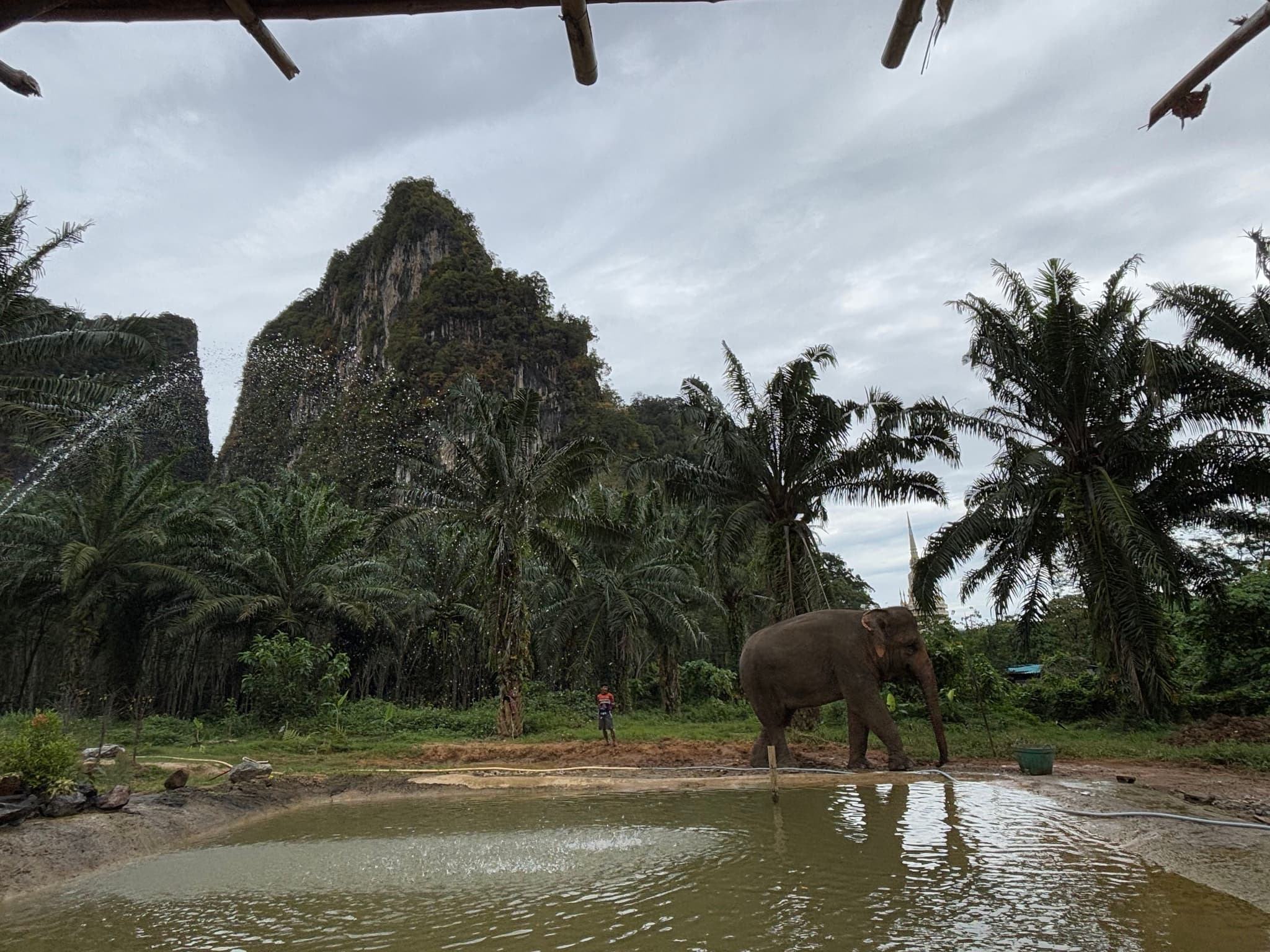 Elephant sanctuary in jungle setting