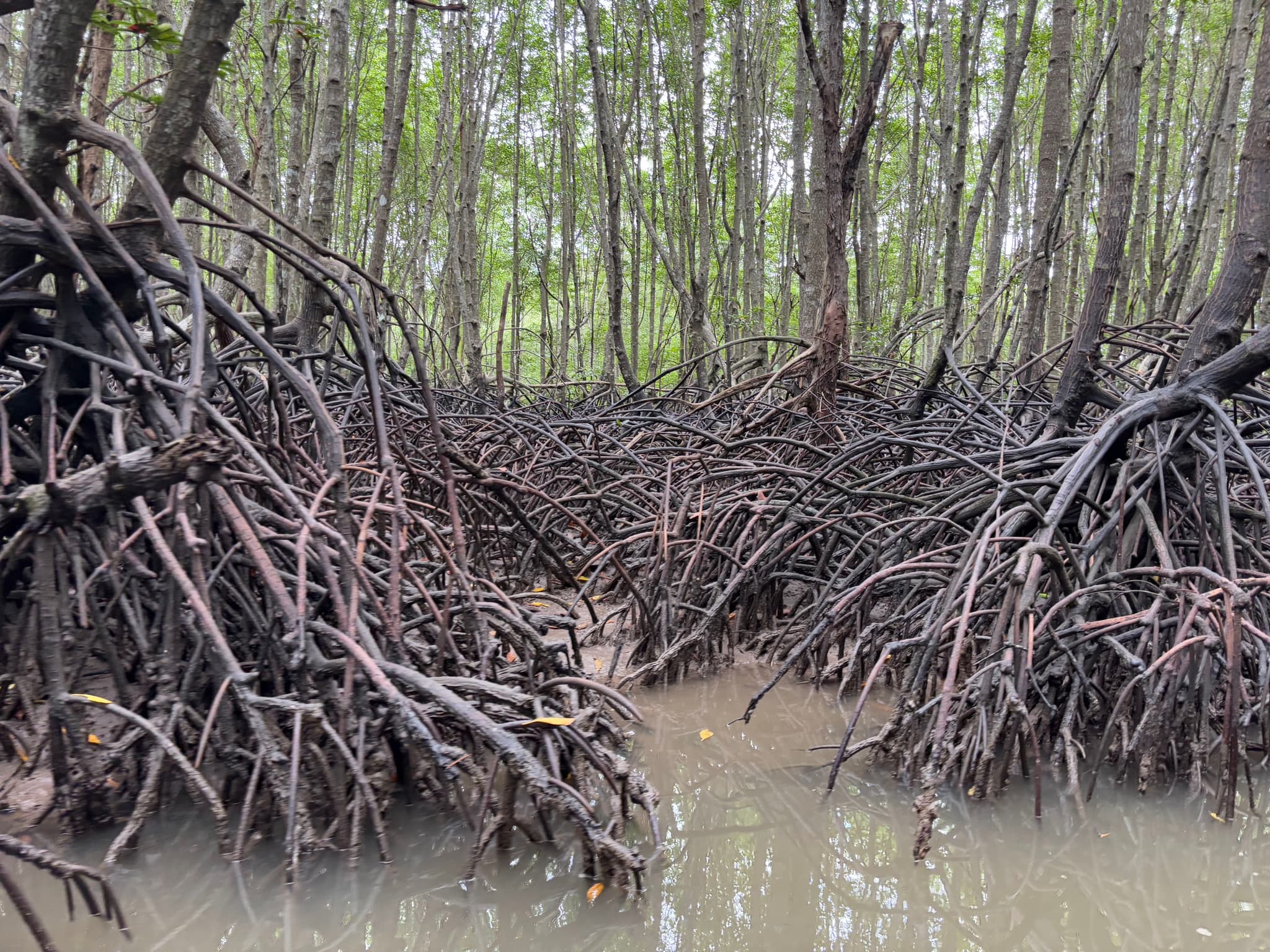Mangrove forest exploration